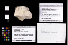 Foto (Objekt + Etikett) von Gastrosacus eminens (Blaschke, 1911)  (NHMW-GEO-1990-0041-2537)